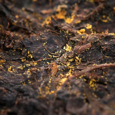 Αναζητήστε τα οφέλη για την υγεία από το Jinhua Fuzhuan Black Tea 500g του επίσημου τσαγιού του Shaanxi που παράγεται με φυσικά συστατικά