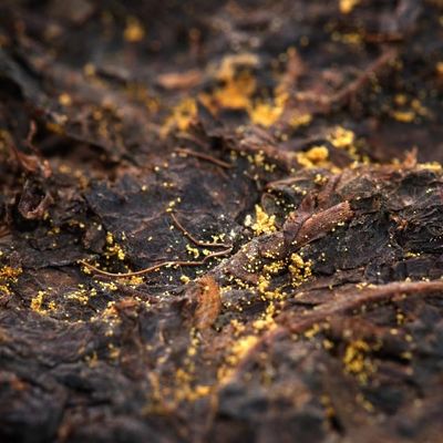 Ζεστό τσάι Shaanxi επίσημο υγεία Πιείτε μαύρο τσάι για αποτοξίνωση και απώλεια βάρους ηλικίας 5-10 ετών Πρωταγωγικές ύλες Βοήθεια πέψης